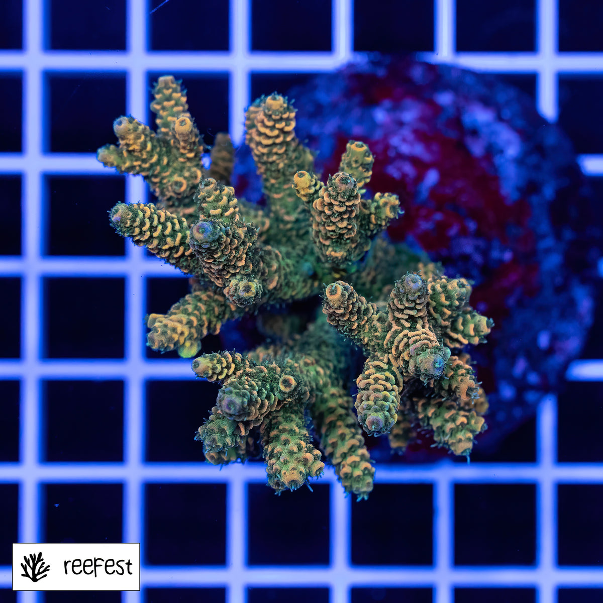 Acropora sp.