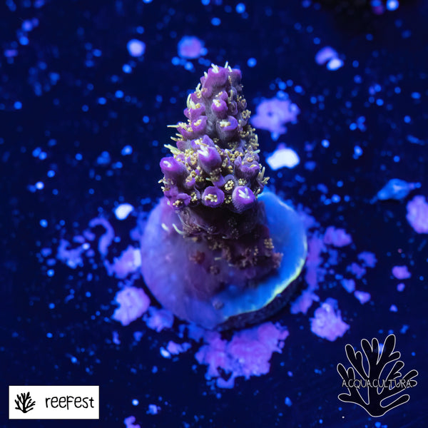 Acropora LR OG Confetti