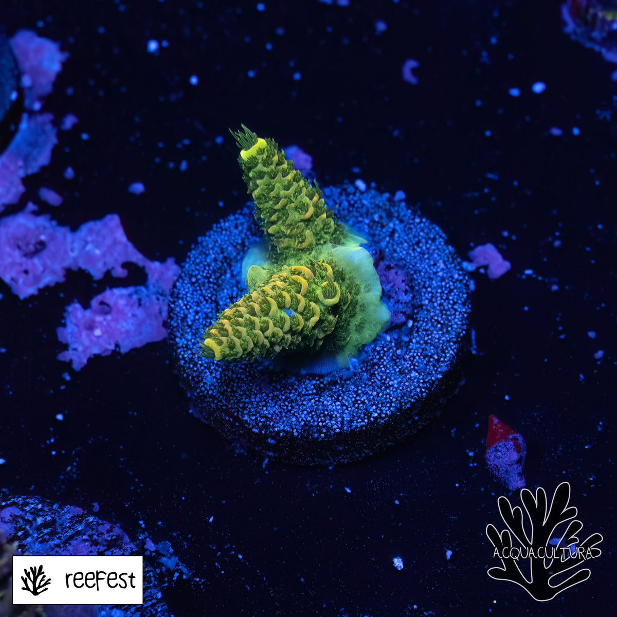 Acropora Lemon Lime Mille