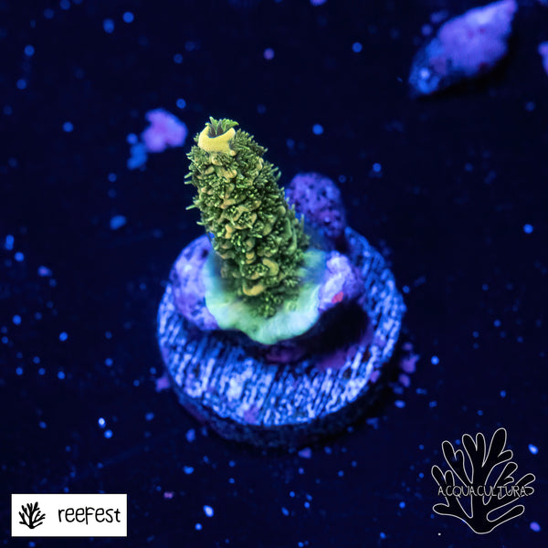 Acropora Lemon Lime Mille