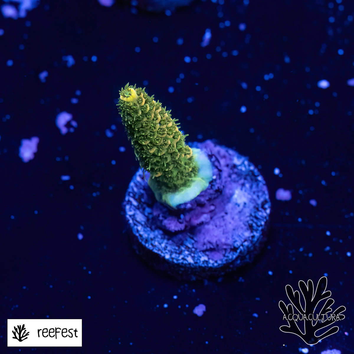 Acropora Lemon Lime Mille