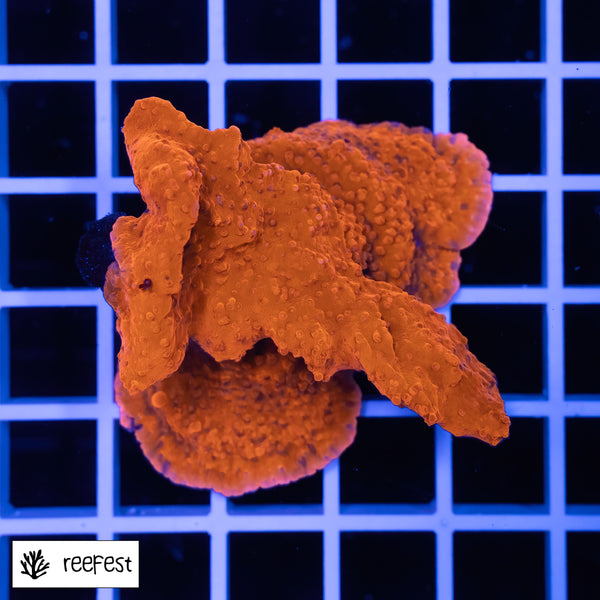 Montipora foliosa