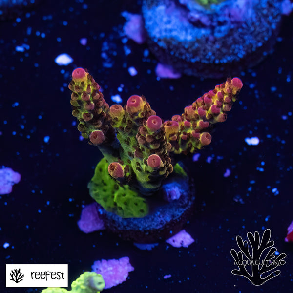 Acropora EC PC Rainbow