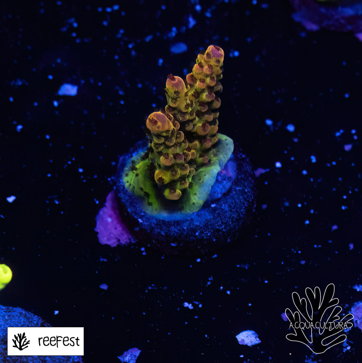 Acropora EC PC Rainbow