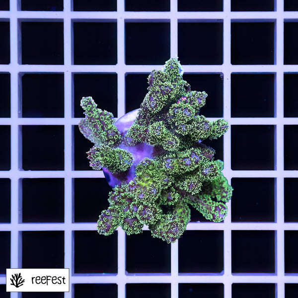 Pocillopora gold