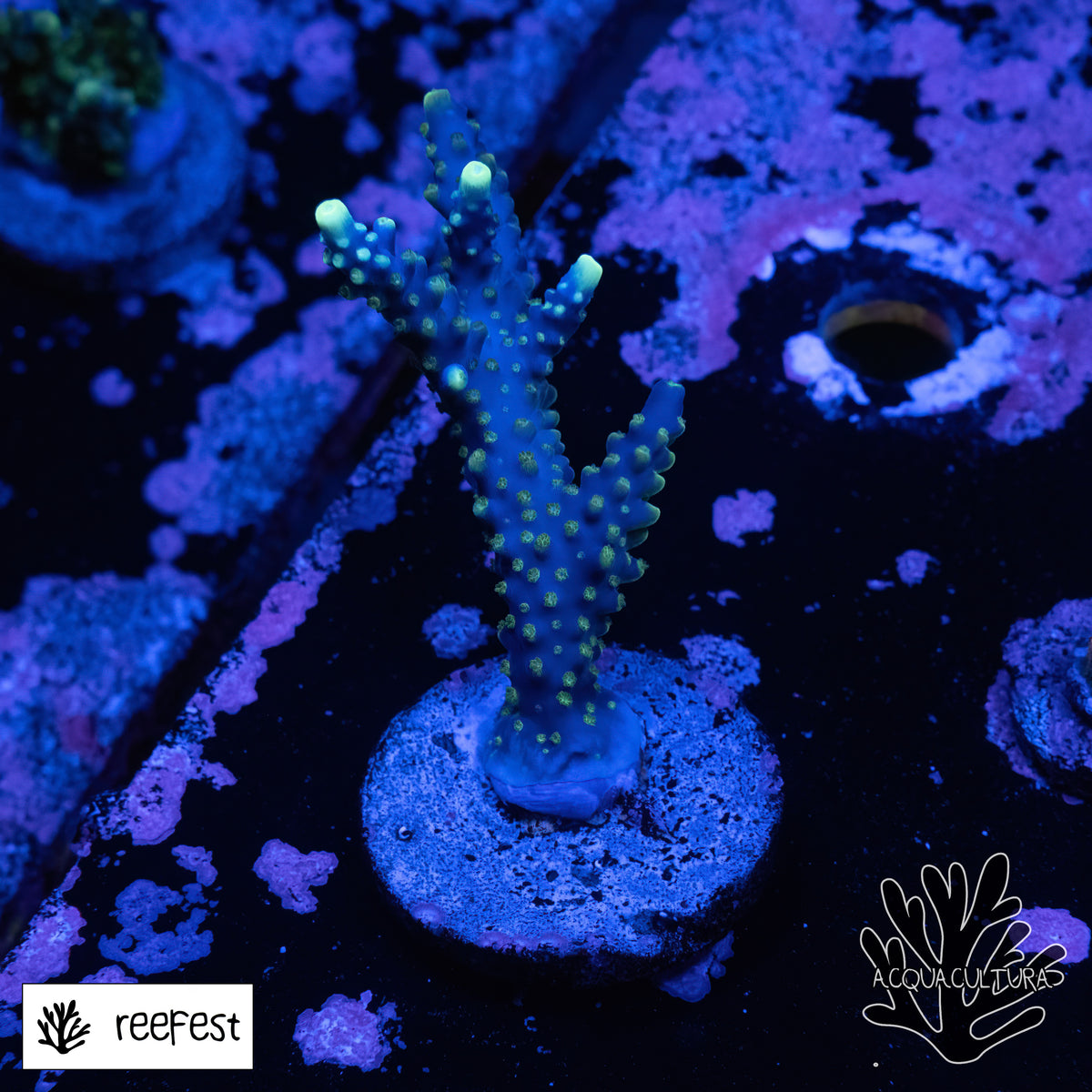 Acropora RF Purple Monster