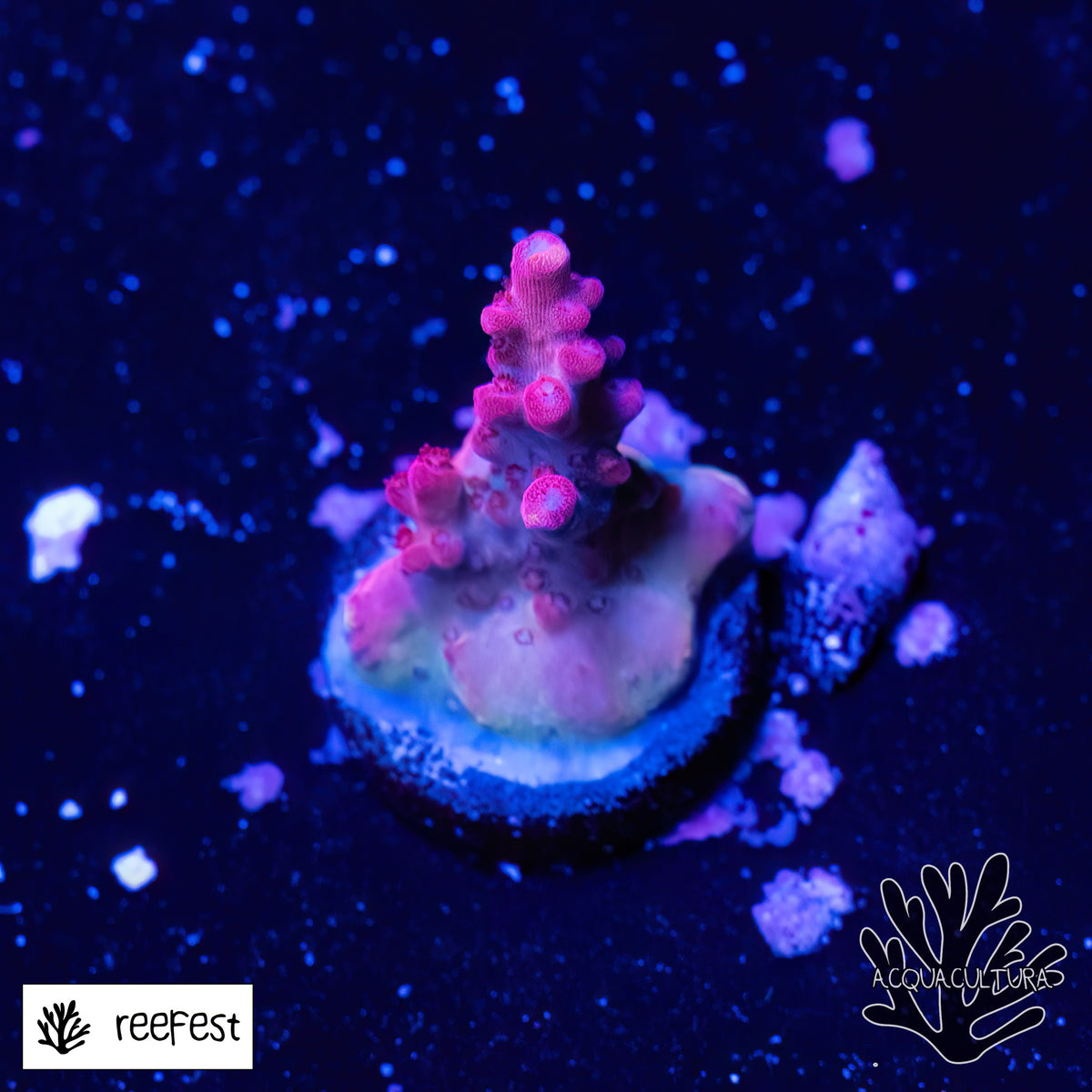 Acropora EC Red Diablo