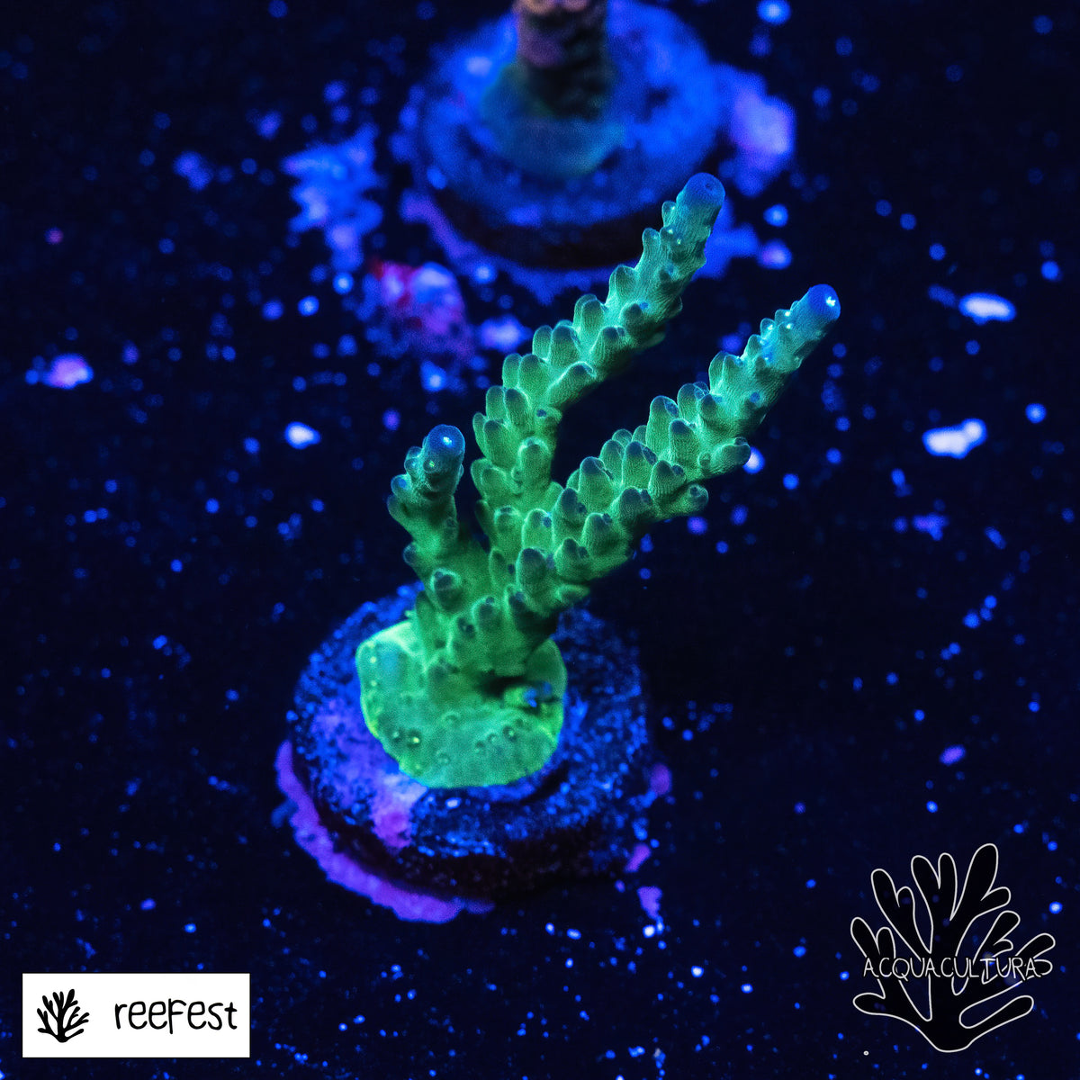 Acropora EC Sour Twist