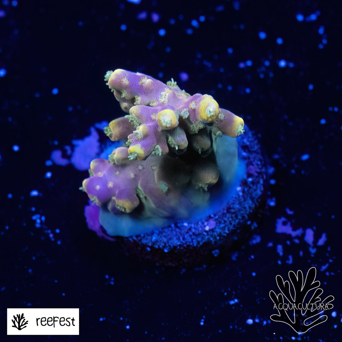 Acropora EC Bubblebath Unicorn