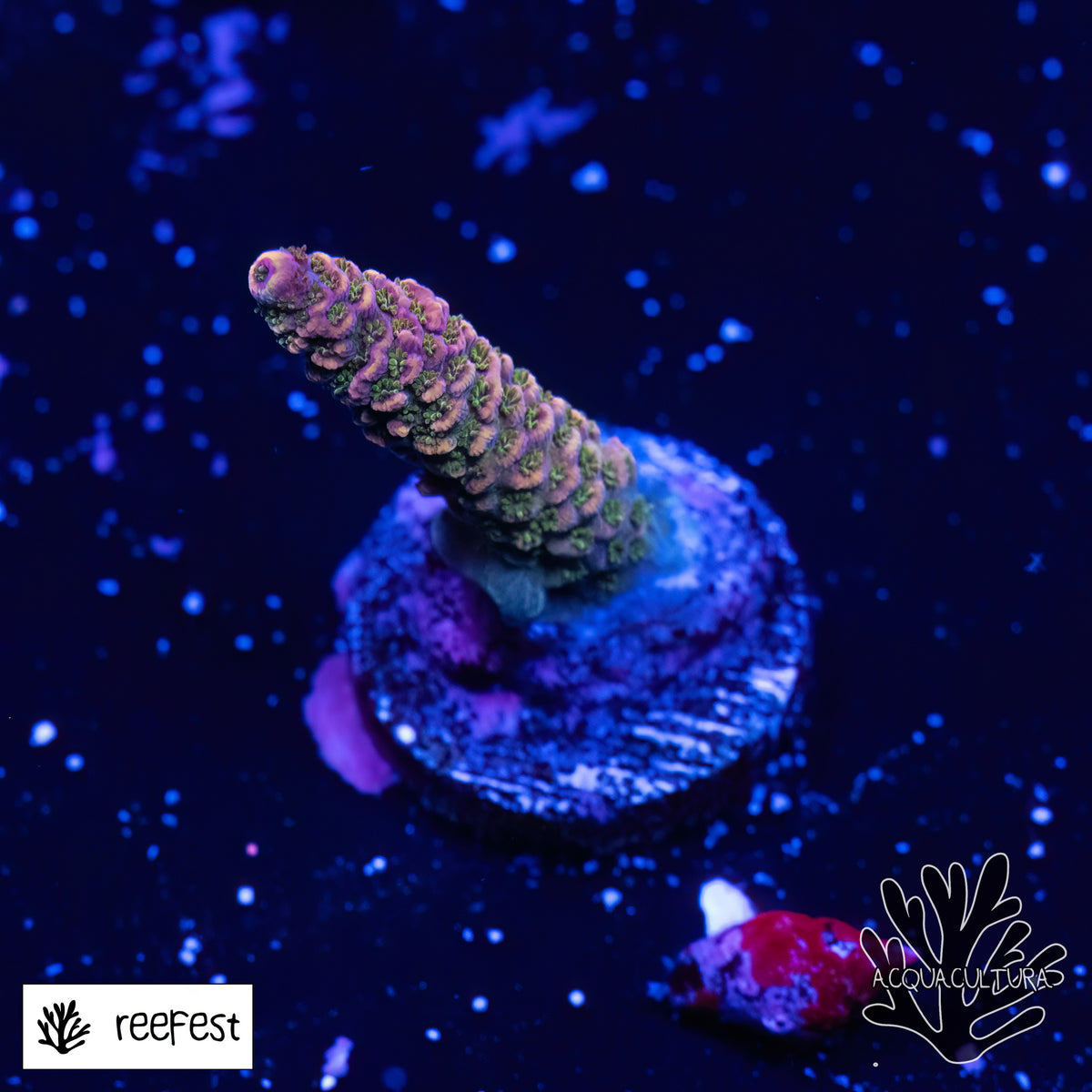 Acropora EC Zazzy Frill Mille