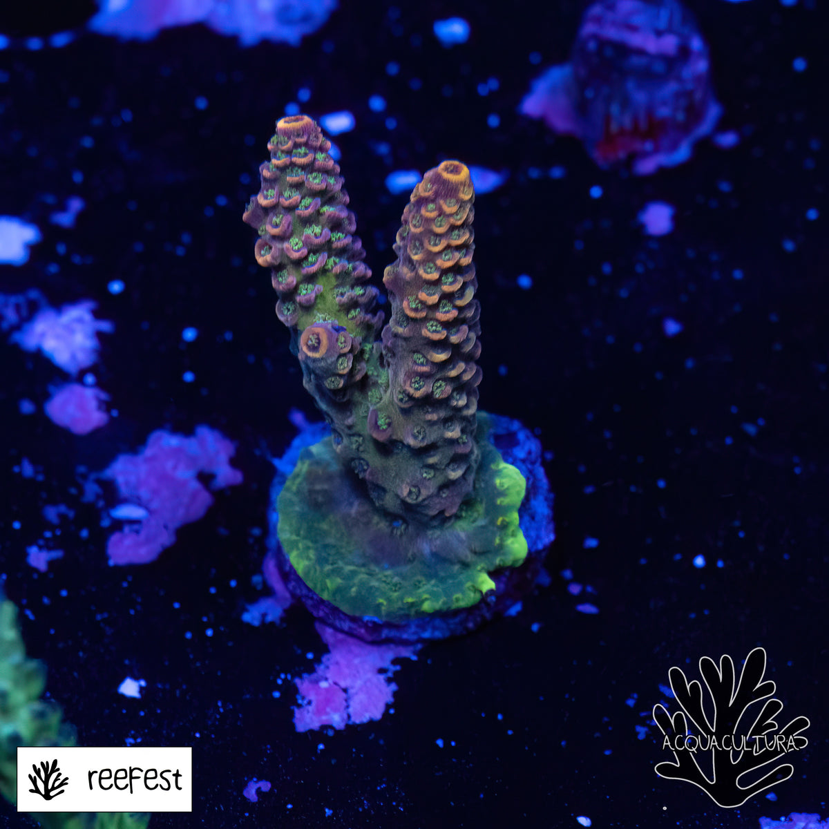 Acropora EC Zazzy Frill Mille